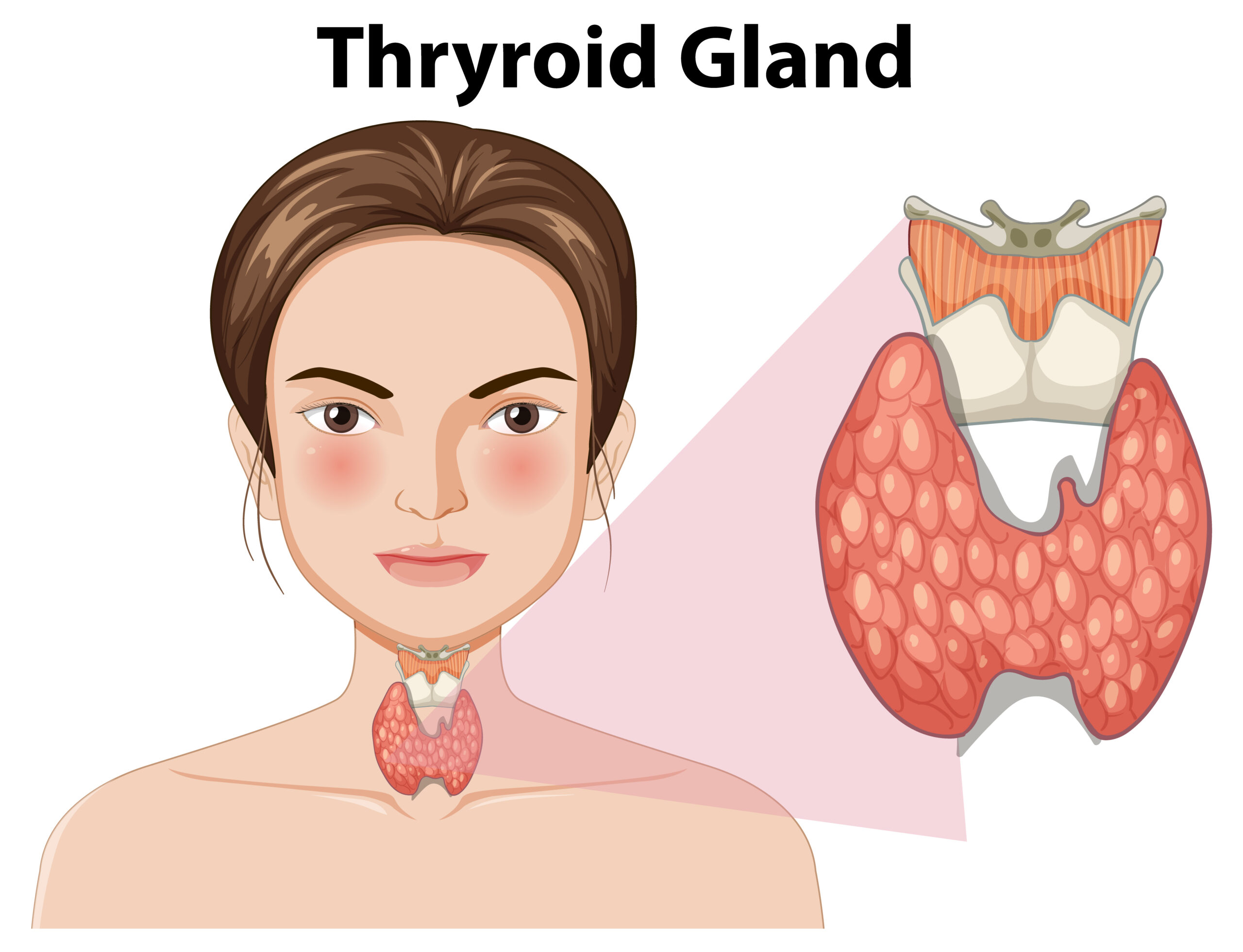 Detailed depiction of the human thyroid gland