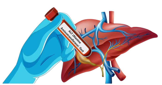 imgi_14_medical-blood-test-liver-illustration_1308-177721-removebg-preview